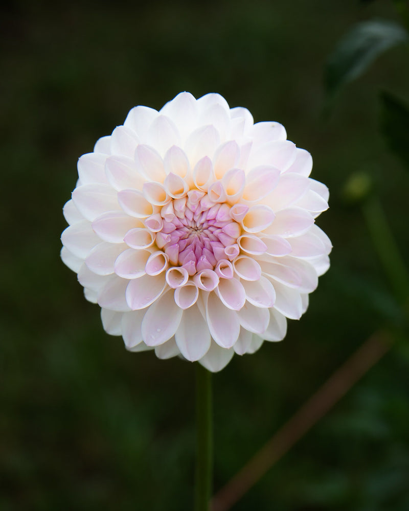 Dahlia Tahoma Stellar Feller Petal Back Farm