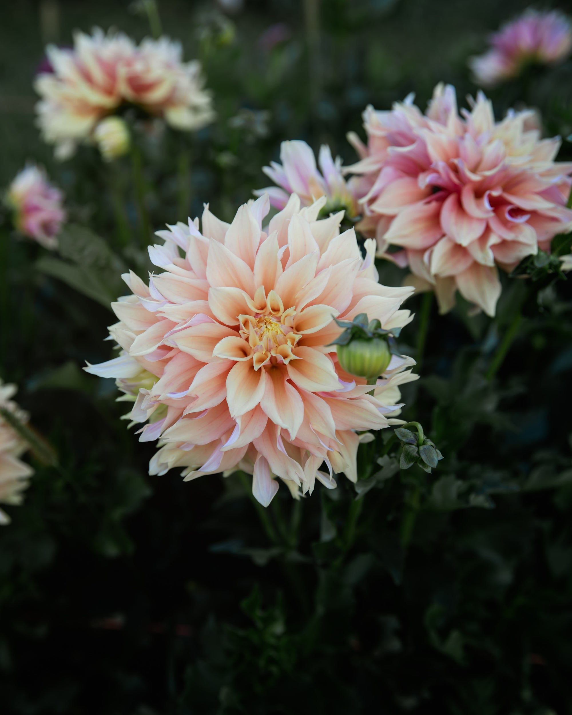 Dahlia Tyrell