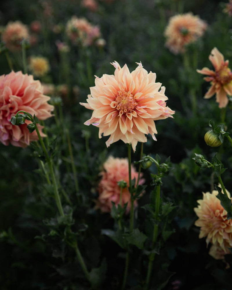 Dahlia Tyrell