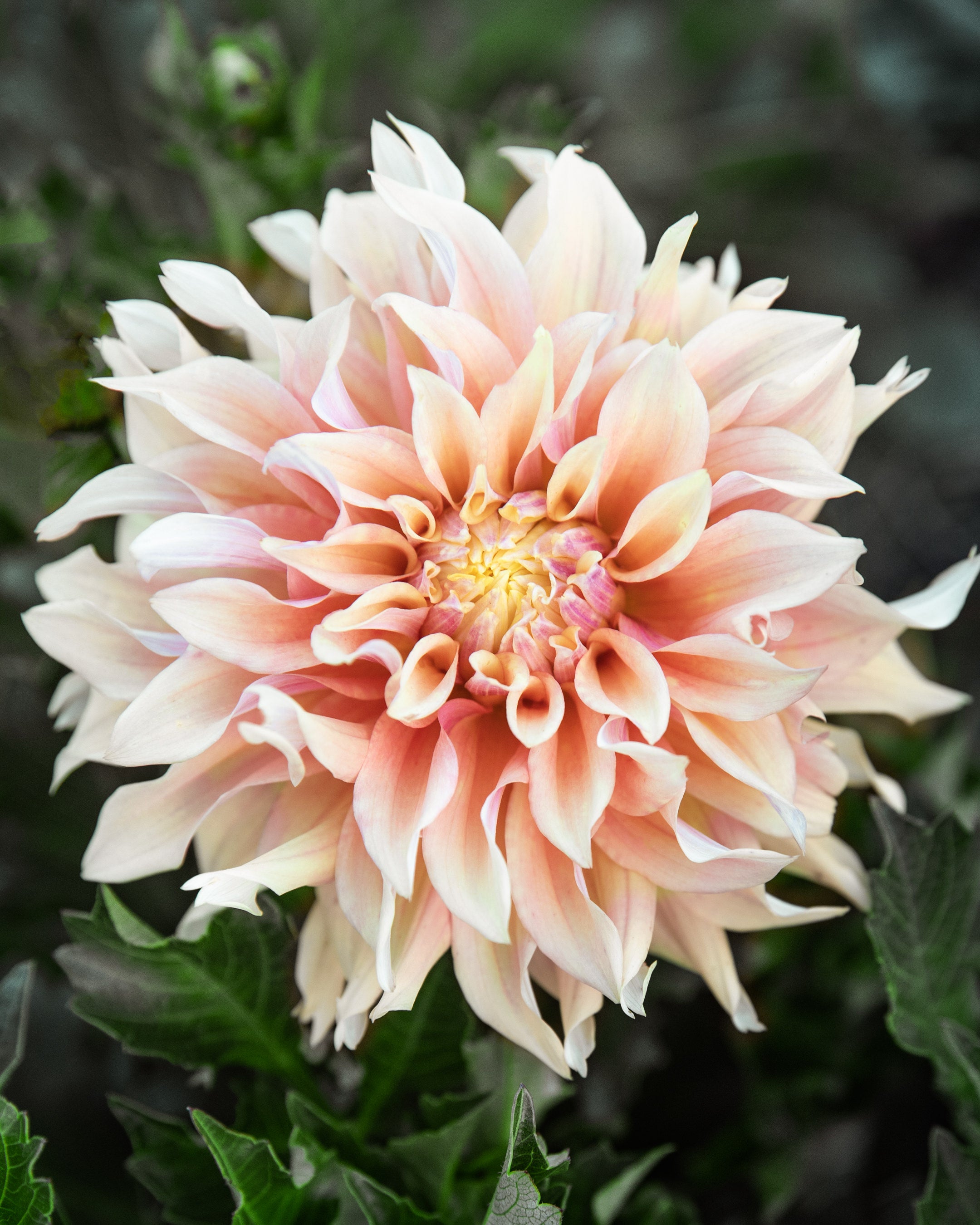 Dahlia Tyrell