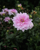 Dahlia Unicorn Dreams