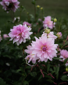 Dahlia Unicorn Dreams