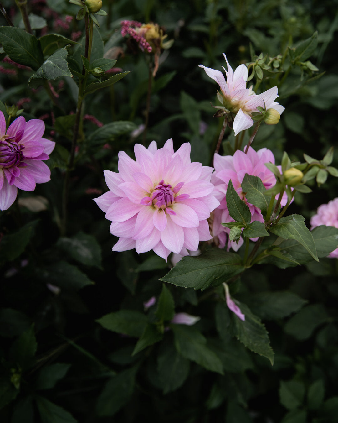 Dahlia Unicorn Dreams