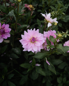 Dahlia Unicorn Dreams