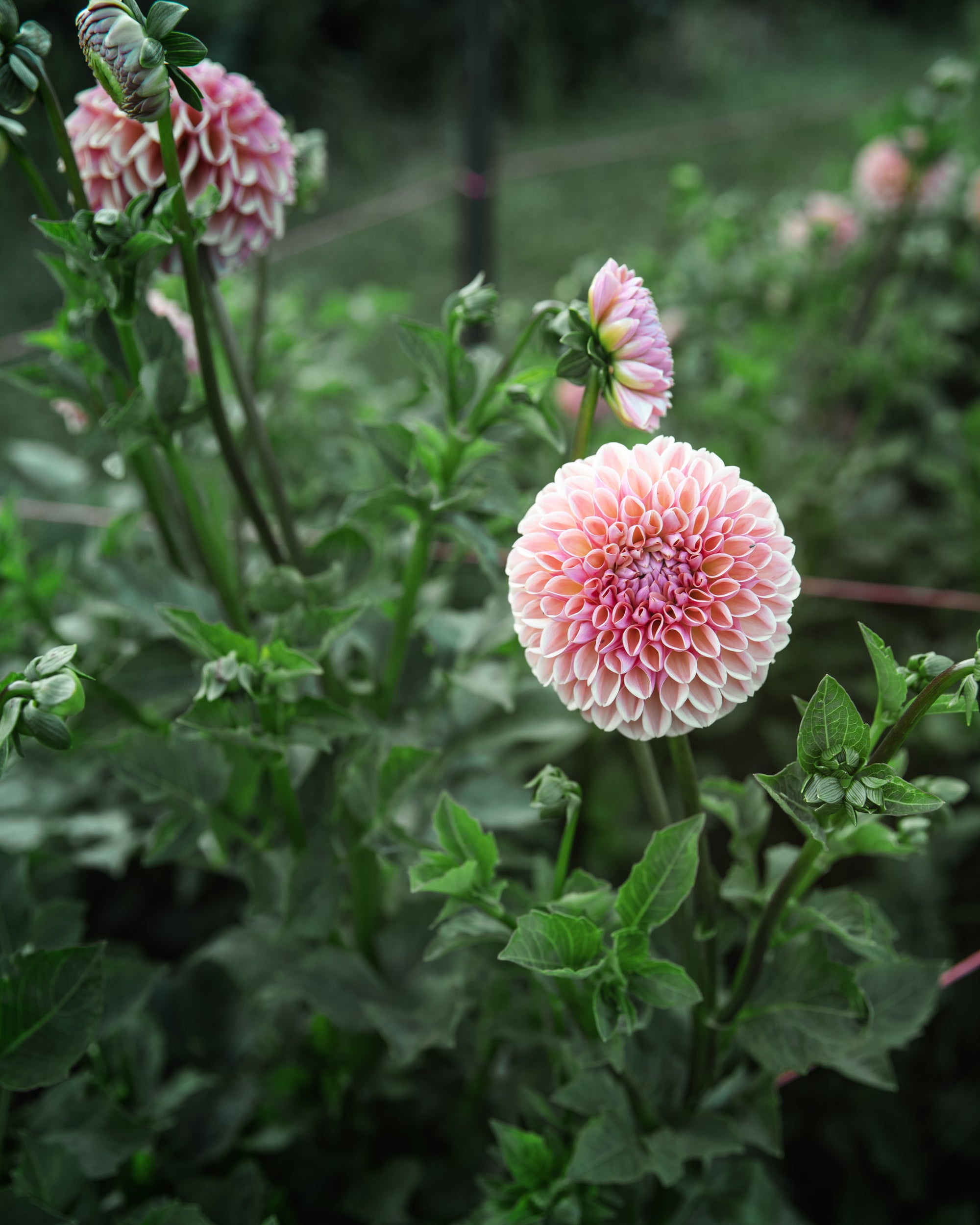 Dahlia Valley Tawny Tuber Sale
