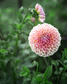 Dahlia Valley Tawny Tuber Sale
