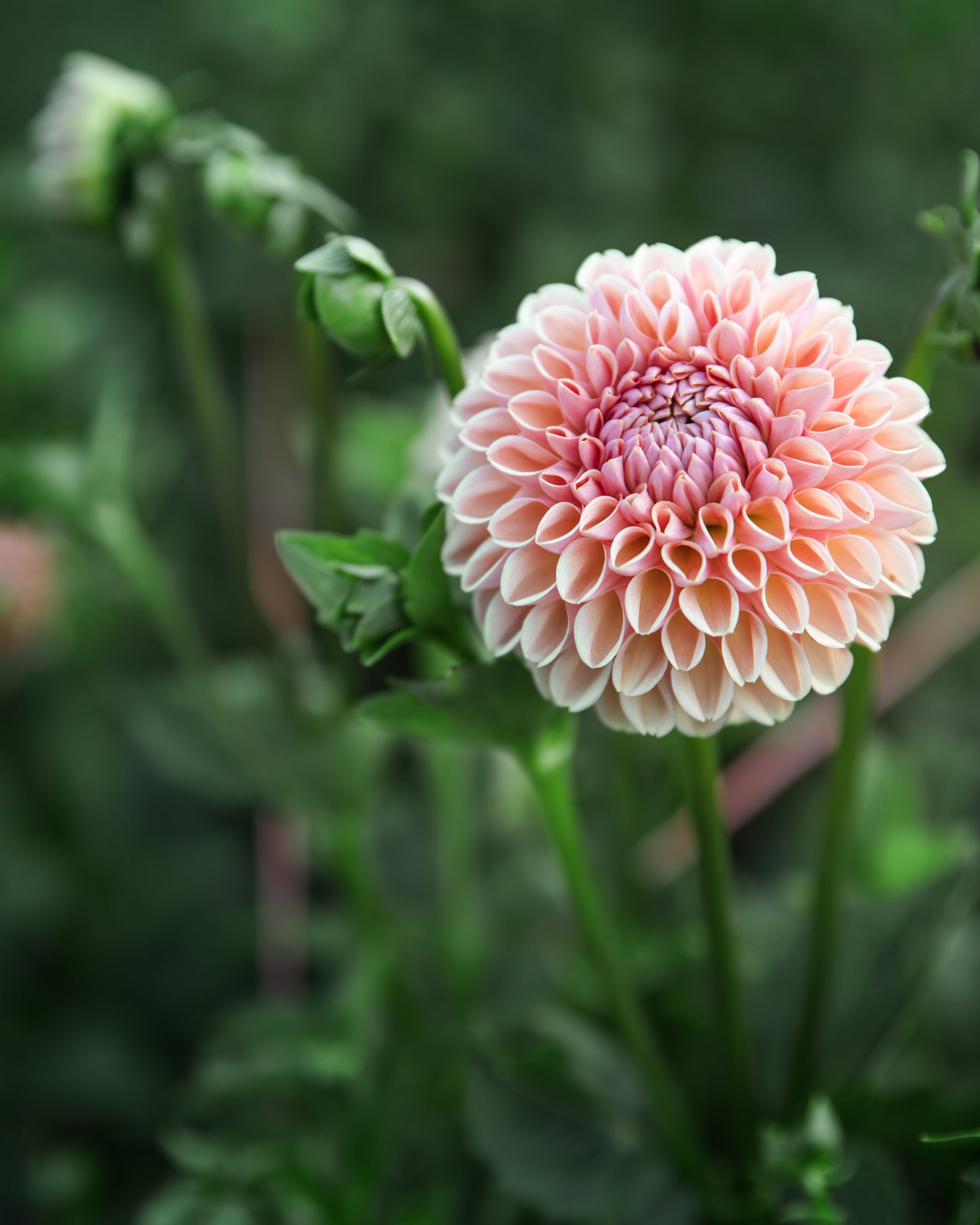 Dahlia Valley Tawny Tuber Sale