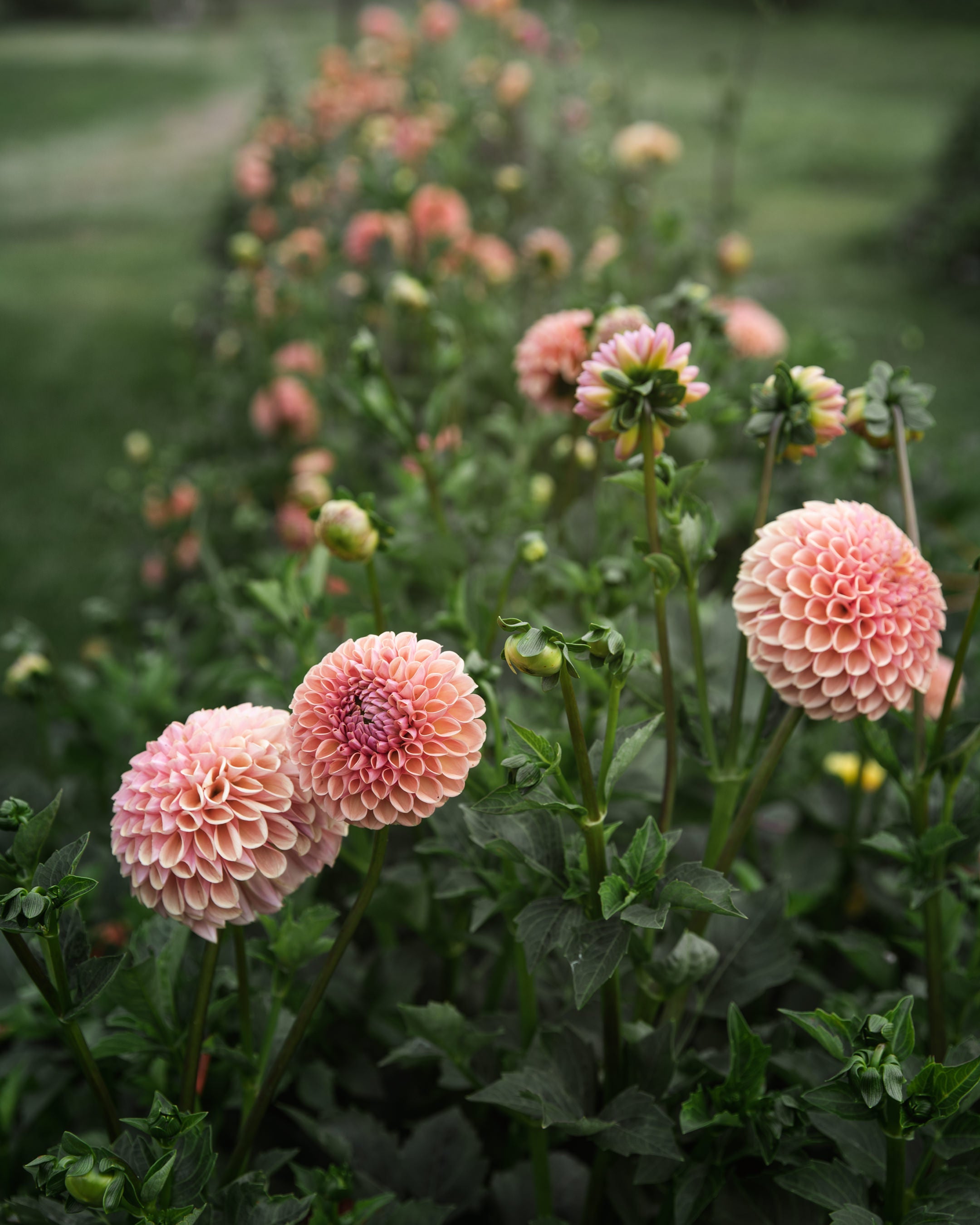 Dahlia Valley Tawny Tuber Sale