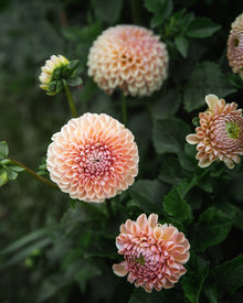 Dahlia Valley Tawny Tuber Sale