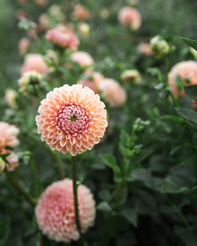 Dahlia Valley Tawny Tuber Sale