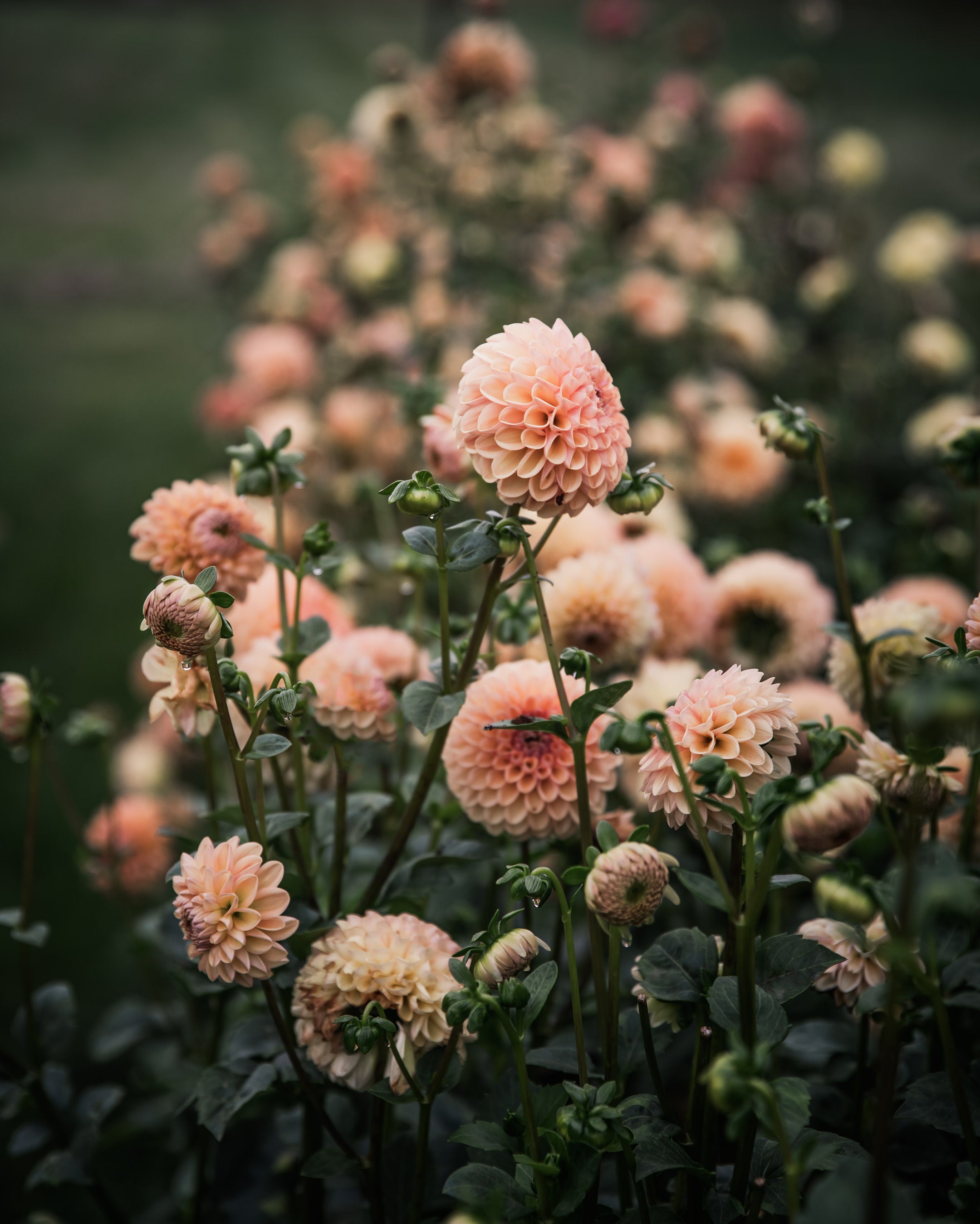 Dahlia Valley Tawny Tuber Sale