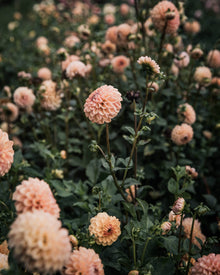 Dahlia Valley Tawny Tuber Sale