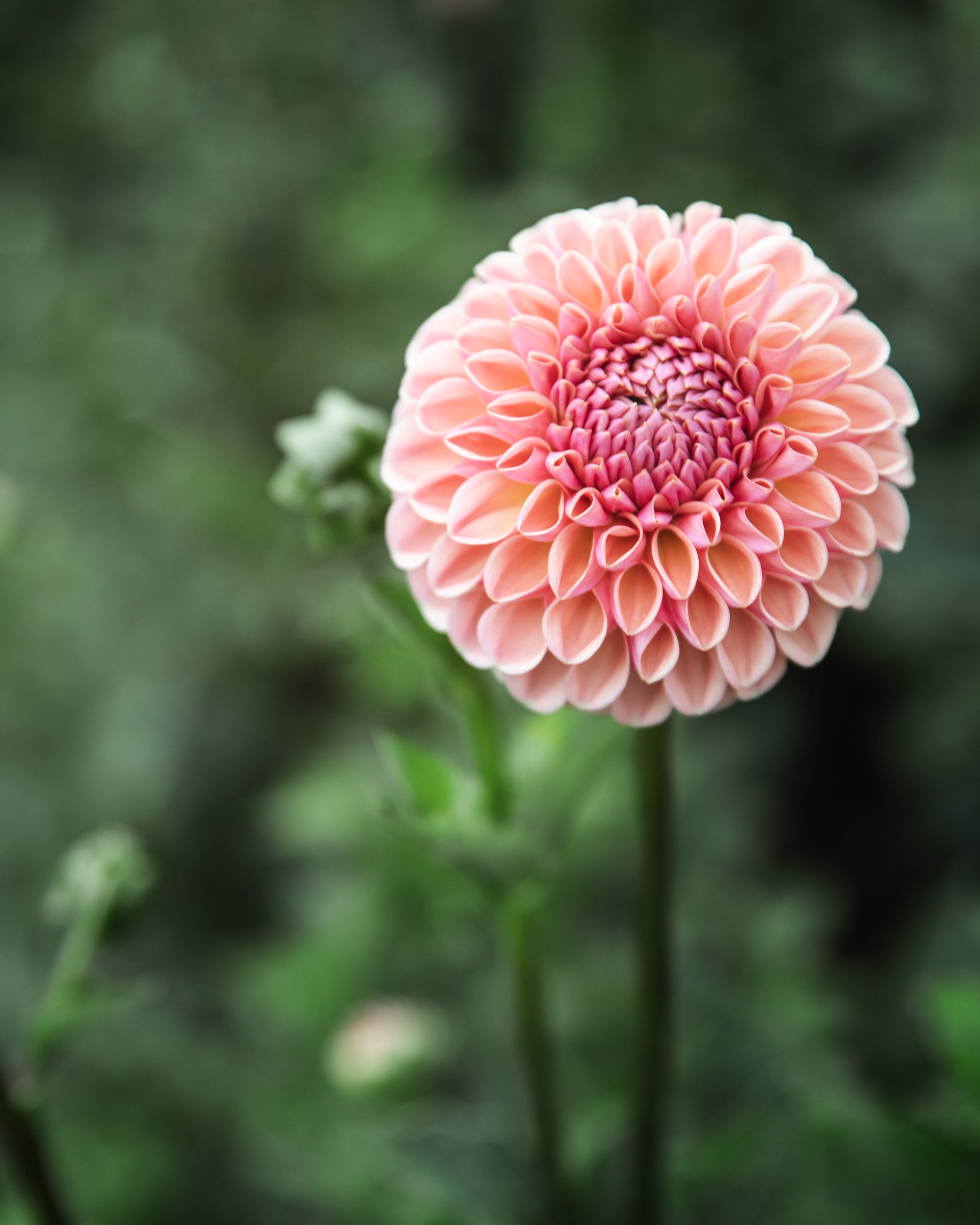 Dahlia Valley Tawny Tuber Sale