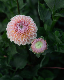 Dahlia Valley Tawny