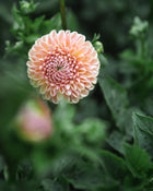 Dahlia Valley Tawny Tuber Sale