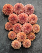 Dahlia Valley Tawny Tuber Sale