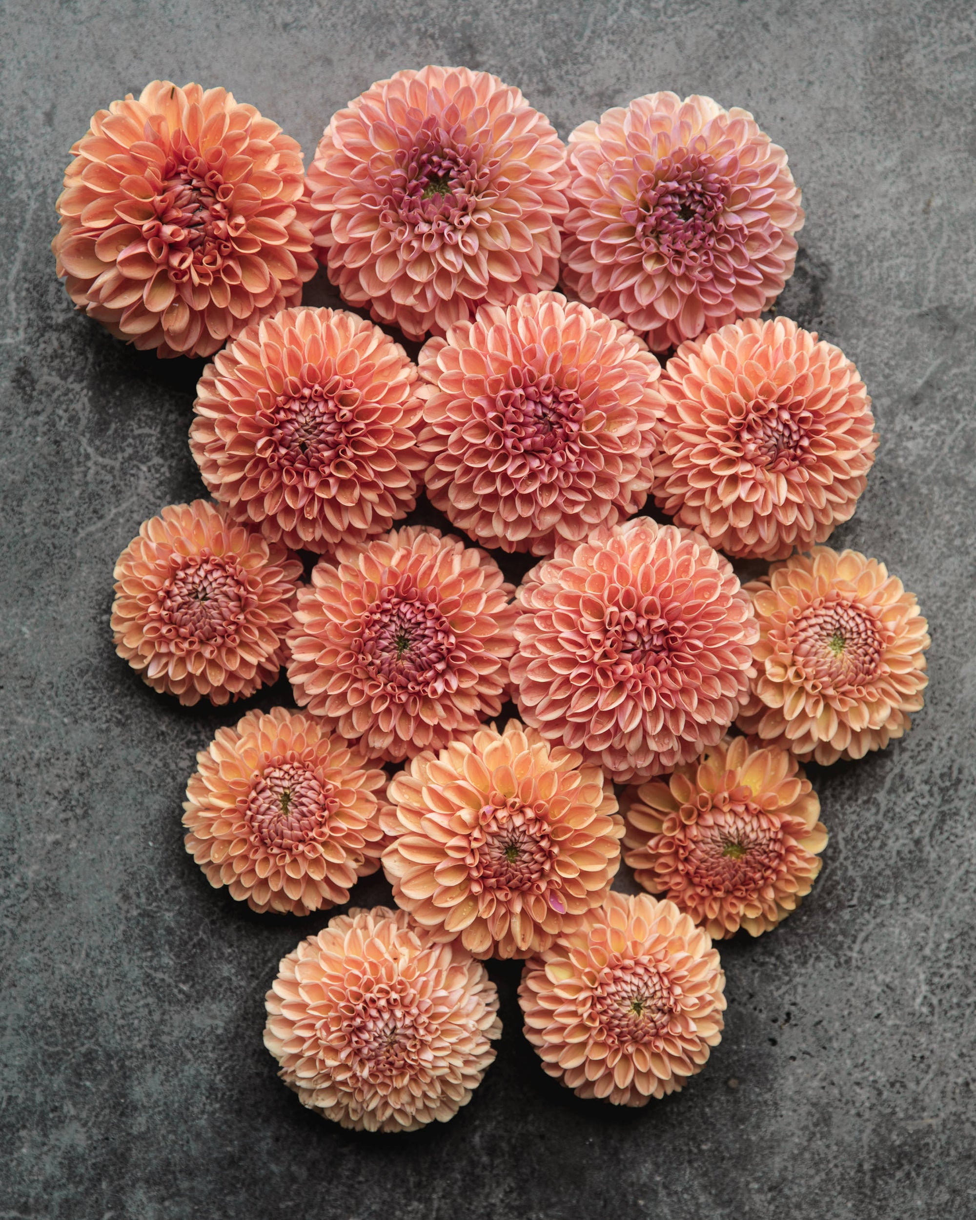 Dahlia Valley Tawny Tuber Sale