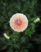 Dahlia Valley Tawny Tuber Sale