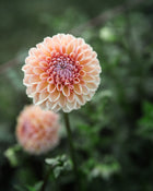 Dahlia Valley Tawny Tuber Sale