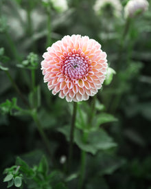 Dahlia Valley Tawny Tuber Sale