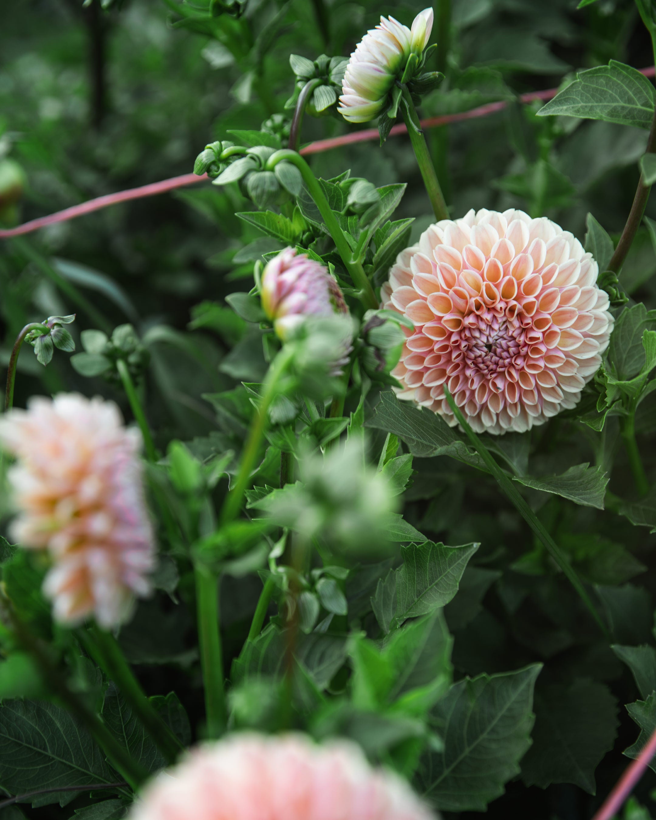 Dahlia Valley Tawny Tuber Sale