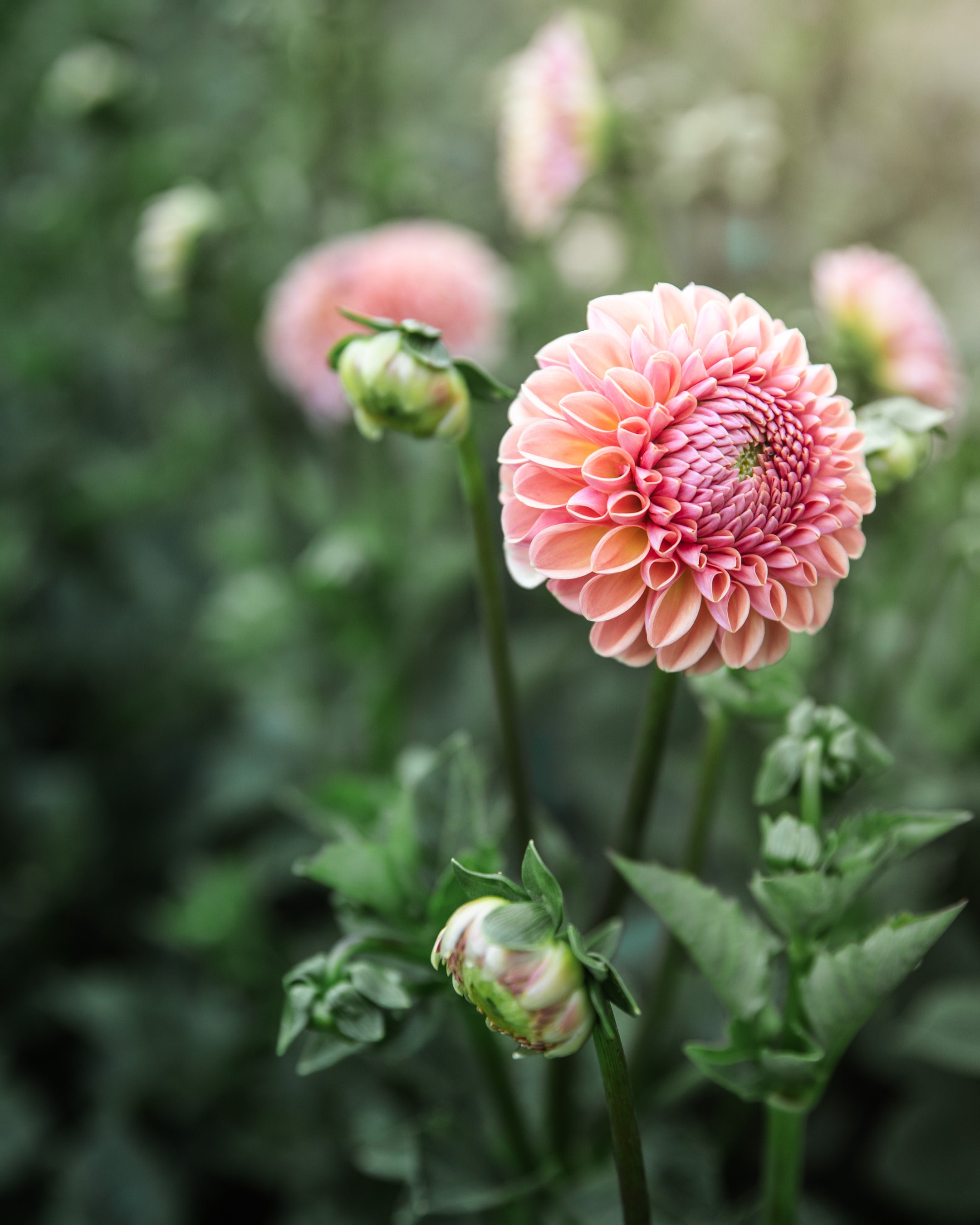 Dahlia Valley Tawny Tuber Sale