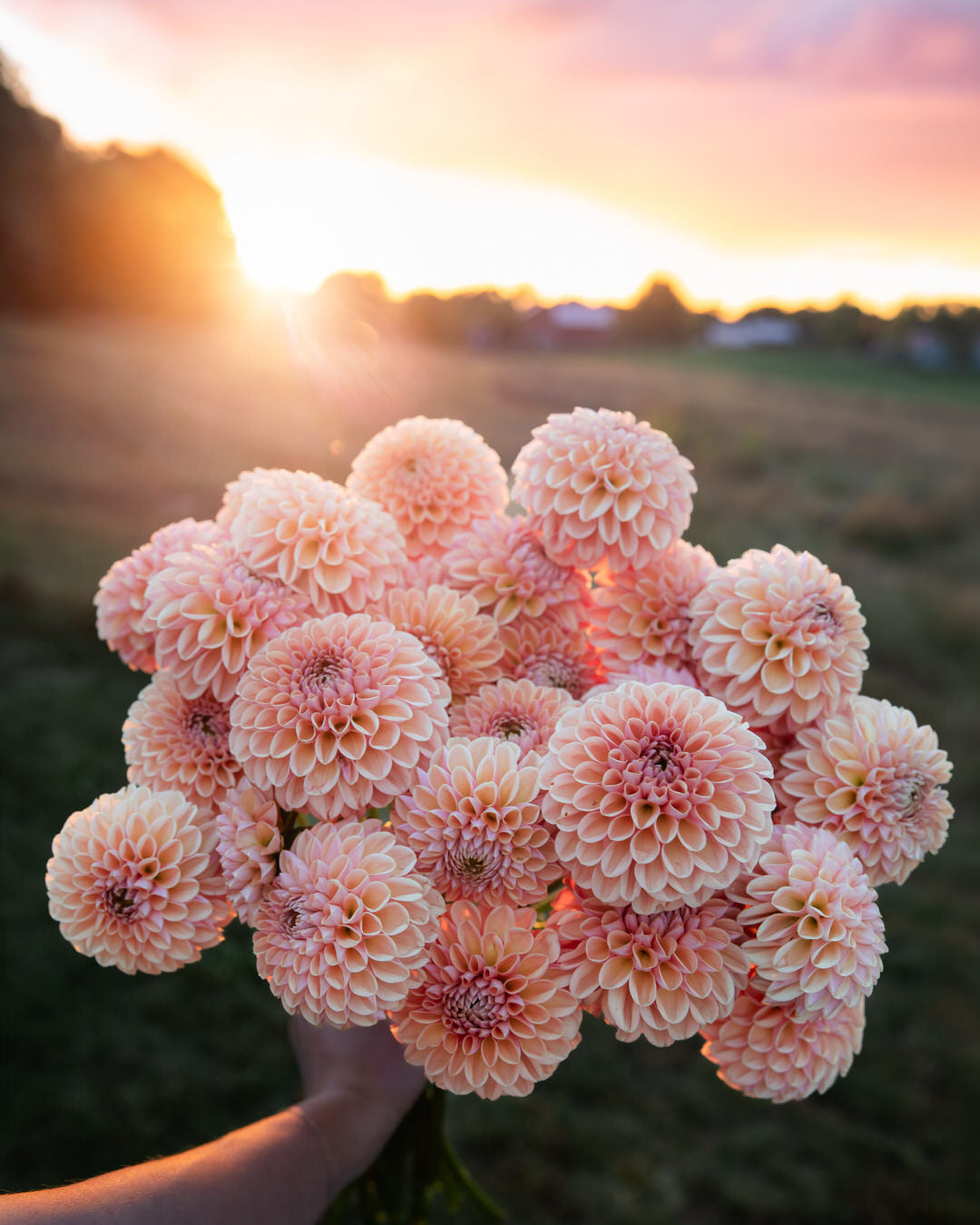 Dahlia Valley Tawny
