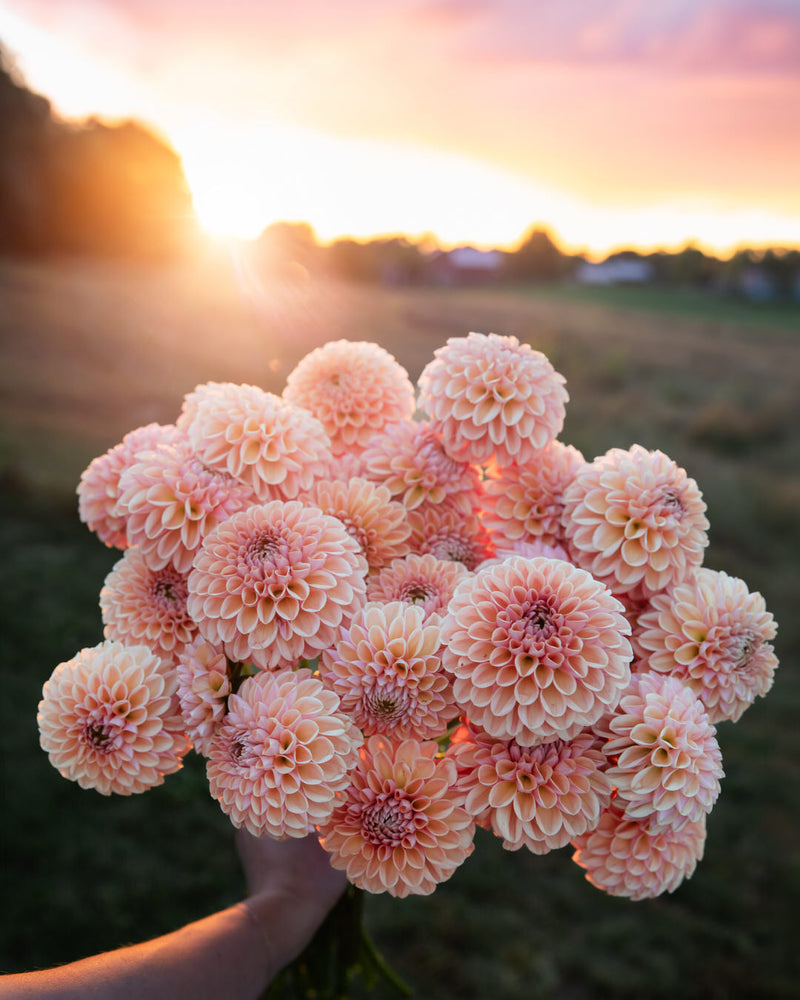 Dahlia Valley Tawny