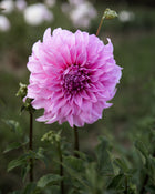 Dahlia Vassio Meggos
