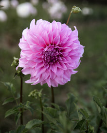 Dahlia Vassio Meggos