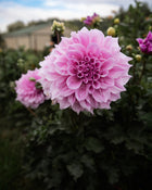 Dahlia Vera Seyfang