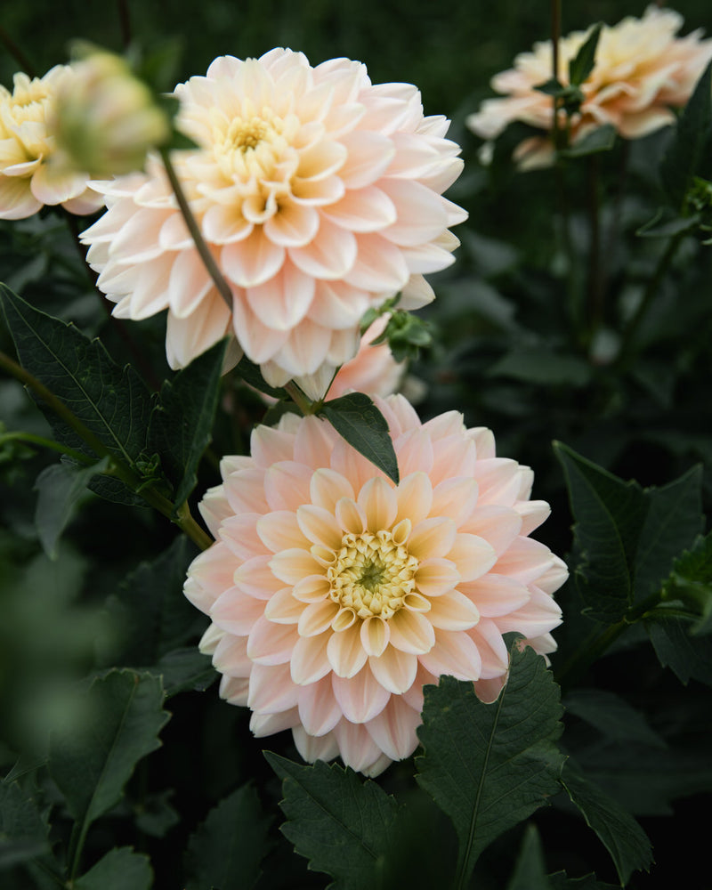 Dahlia Verkist Tranquility