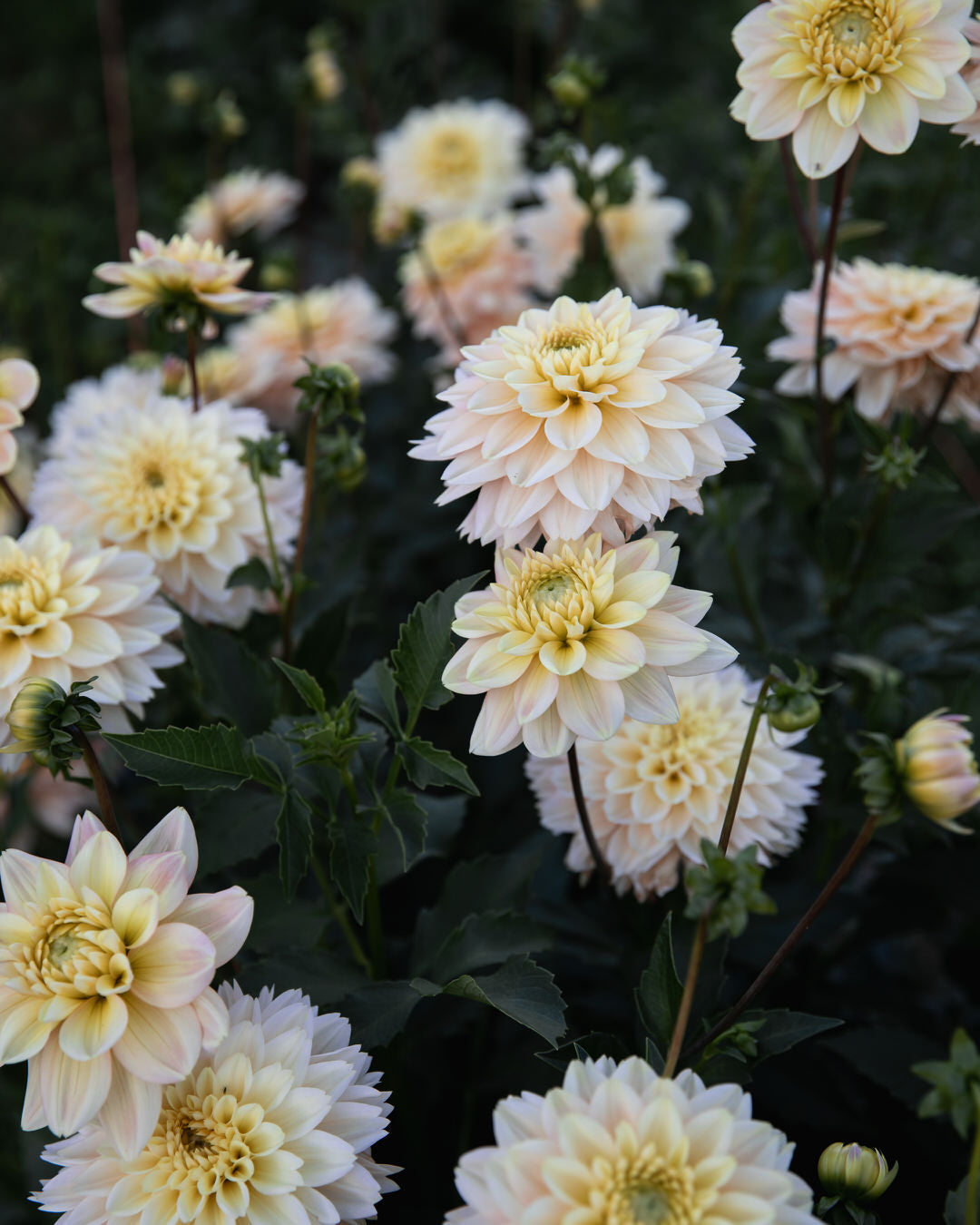 Dahlia Verkist Tranquility