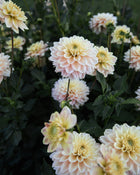 Dahlia Verkist Tranquility