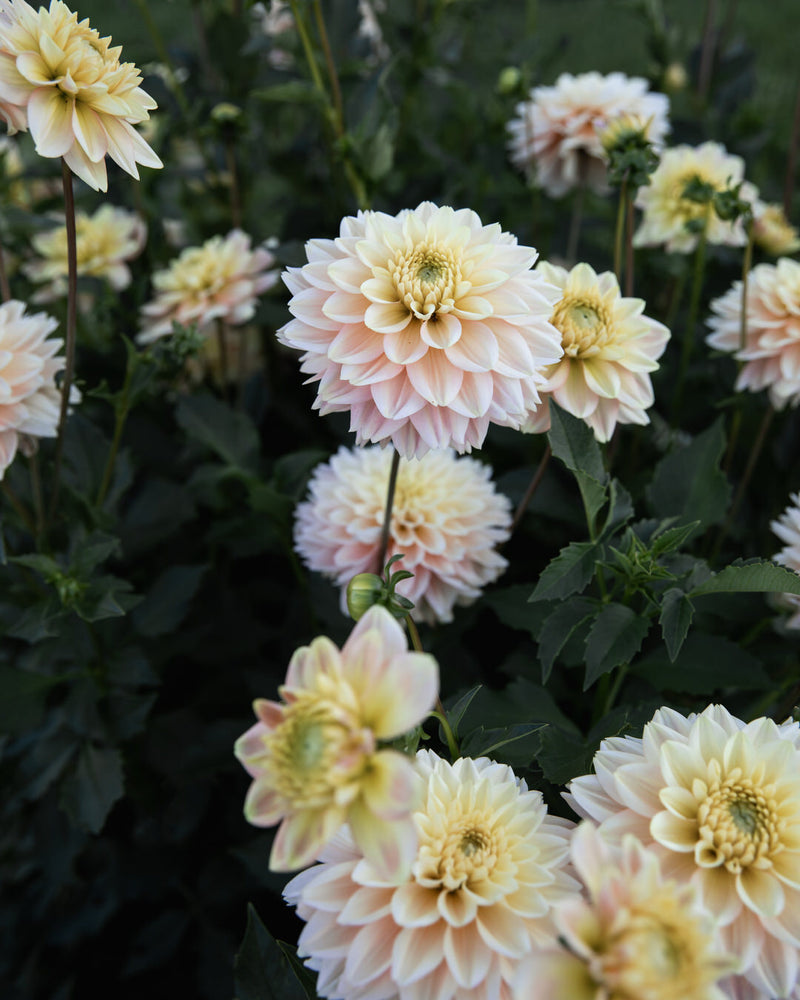 Dahlia Verkist Tranquility