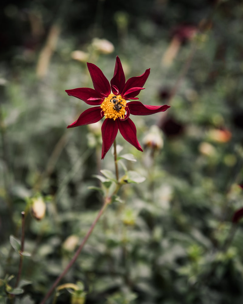 Dahlia Verrone's Obsidian Tuber Sale