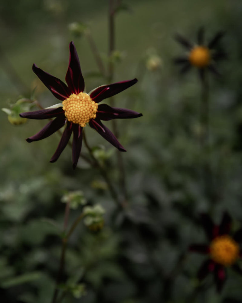 Dahlia Verrone's Obsidian