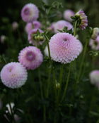 Dahlia Westerton Ella Grace (LIMIT 1)