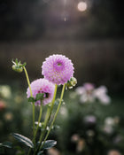 Dahlia Westerton Ella Grace (LIMIT 1)