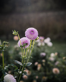 Dahlia Westerton Ella Grace (LIMIT 1)