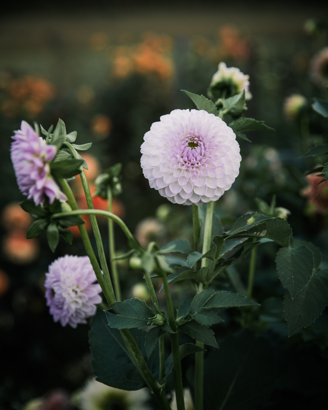 Dahlia Westerton Ella Grace (LIMIT 1)