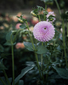 Dahlia Westerton Ella Grace (LIMIT 1)