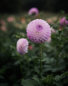 Dahlia Westerton Ella Grace (LIMIT 1)