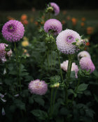 Dahlia Westerton Ella Grace (LIMIT 1)