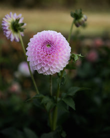 Dahlia Westerton Ella Grace (LIMIT 1)