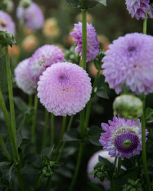 Dahlia Westerton Ella Grace (LIMIT 1)