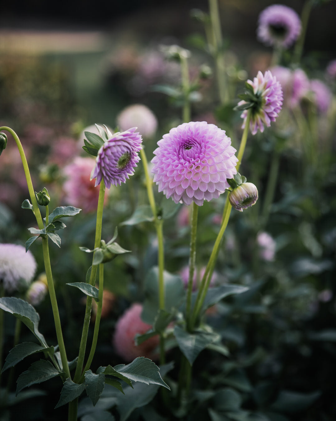 Dahlia Westerton Ella Grace (LIMIT 1)