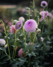 Dahlia Westerton Ella Grace (LIMIT 1)