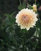 Dahlia Westerton Lilian