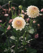 Dahlia Westerton Lilian